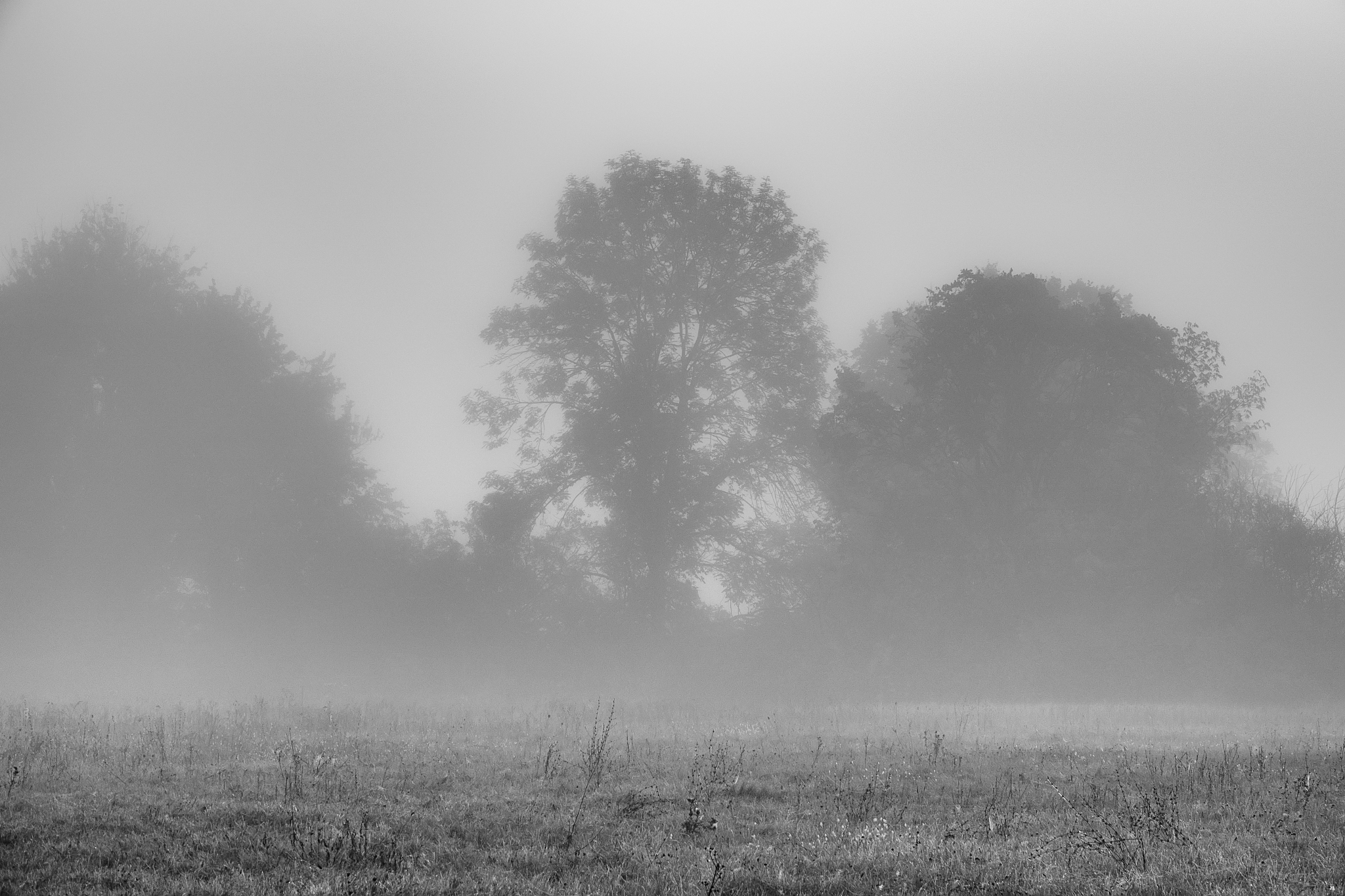 详细介绍草地气候的搜集指标都有哪些