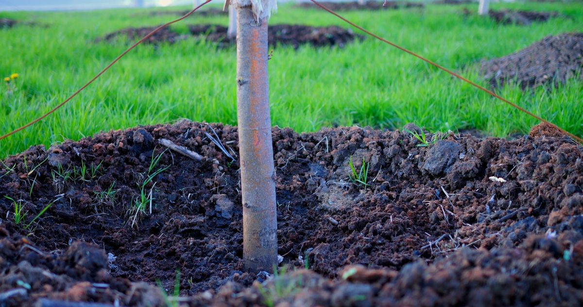 林木裸根假植详解：方法、步骤、优缺点及应用