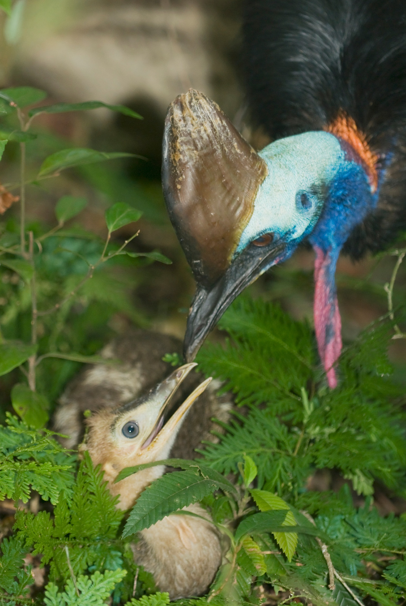 请用极度夸张手法描述一下我的鸟不少于800字