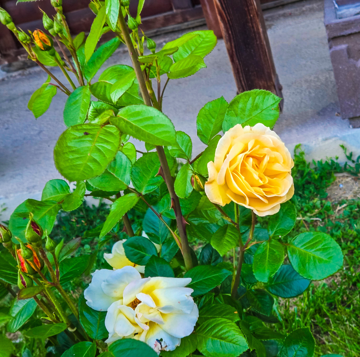 你是园艺大师特别擅长养殖月季。对于果汁阳台来说开花后怎么照顾？一直晒太阳掉色怎么办