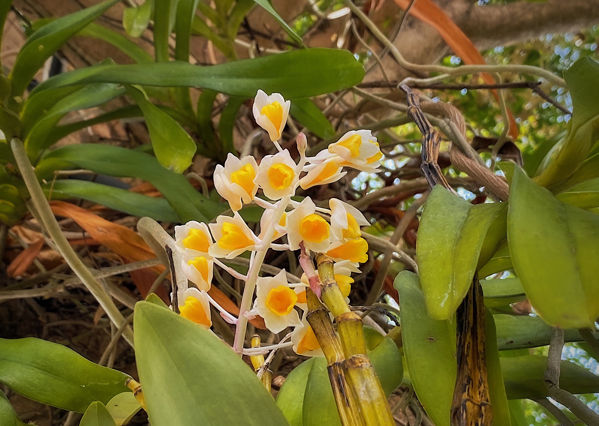 native species orchids, dendrobium thyrsiflorum rchb. f.