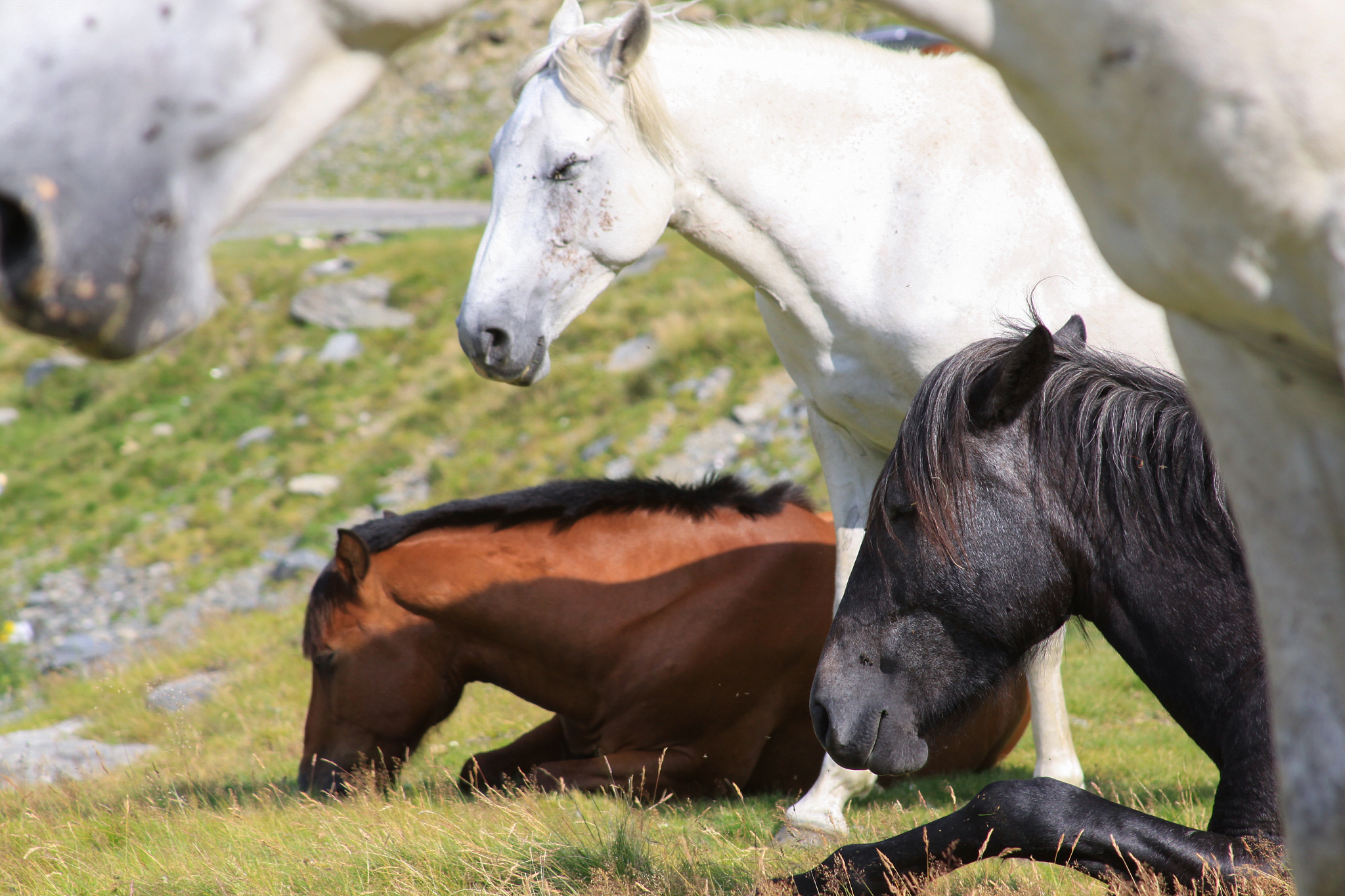 4 gentle horses sitting quiet in the carpathian mountains