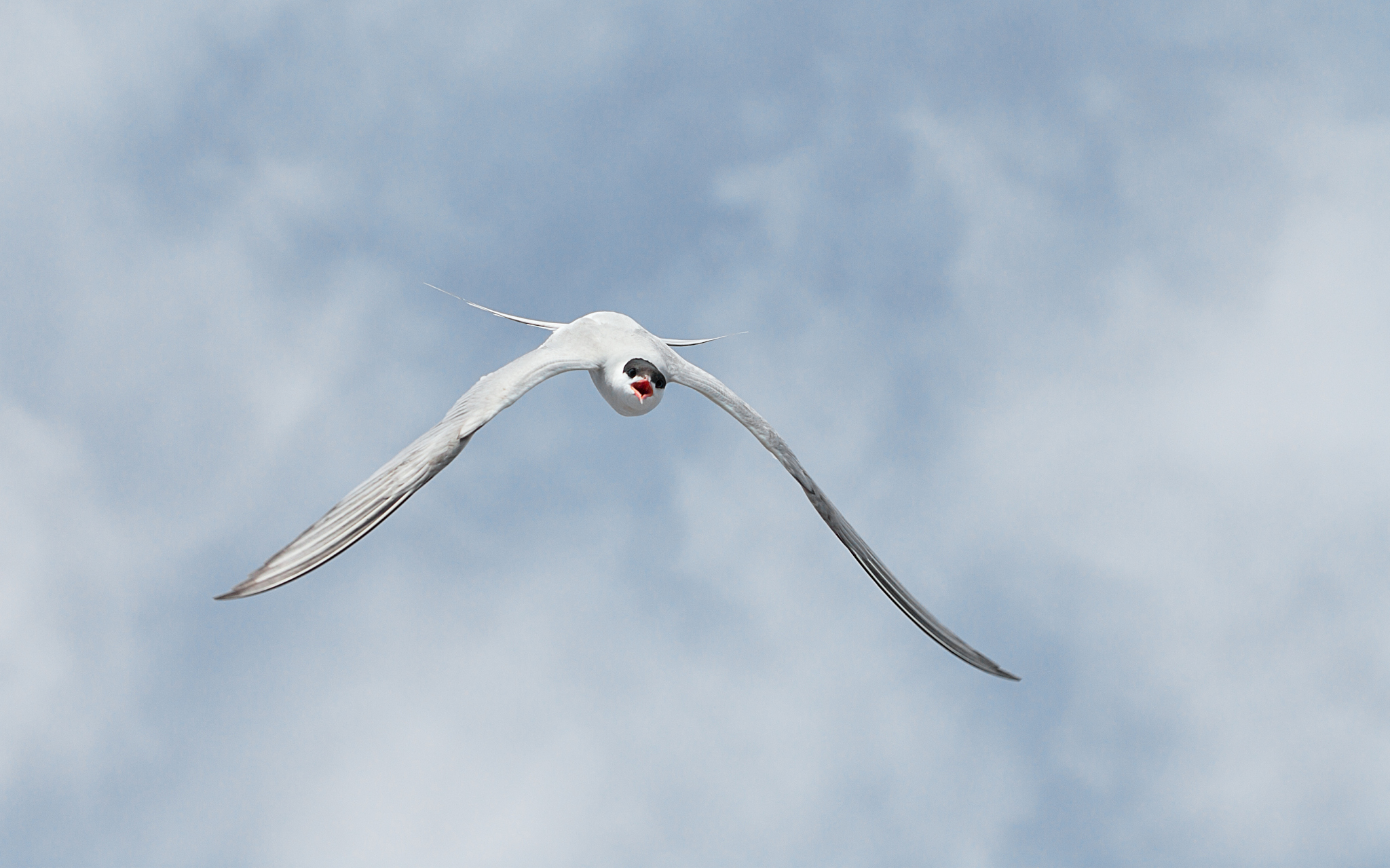 精卫鸟：未来交通工具的终极形态？