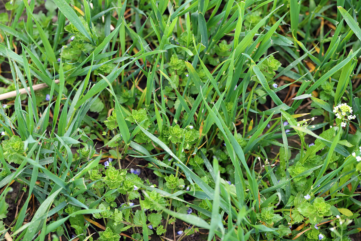 以原卟啉原氧化酶为作用靶标可用于小麦、水稻、玉米等作物杂草的防治具有高效安全、不易产生抗性的特点。目前唑草酮的合成存在所用试剂不安全、成本高、操作繁琐、收率和质量不高的问题。本文对唑草酮的合成工艺与质量控制进行研究使其操作简化、成本降低、品质提高主要研究内容如下：