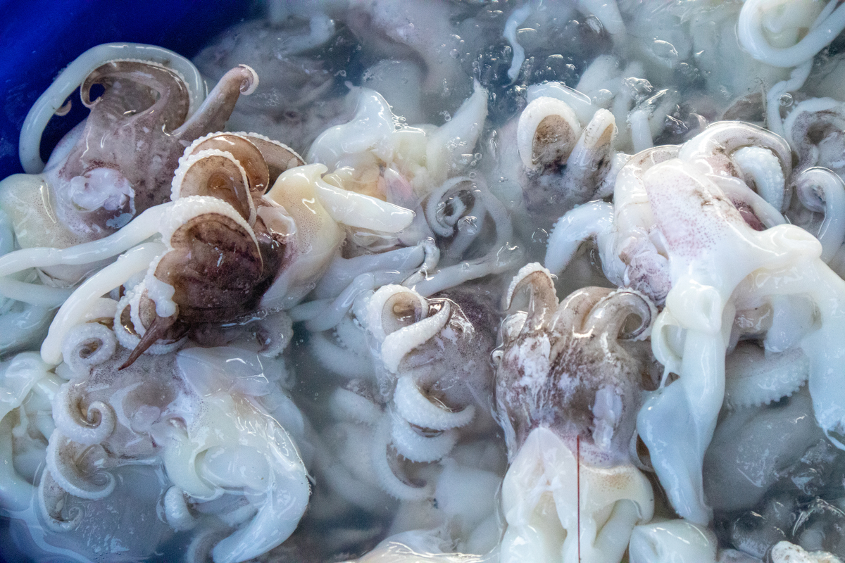 章鱼焯水不掉色技巧：简单步骤保持鲜艳口感