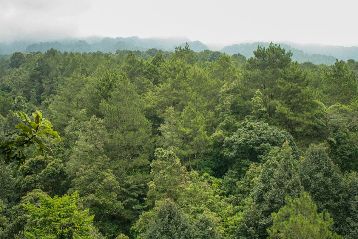 围绕绿美广东生态建设发表林业工作心得