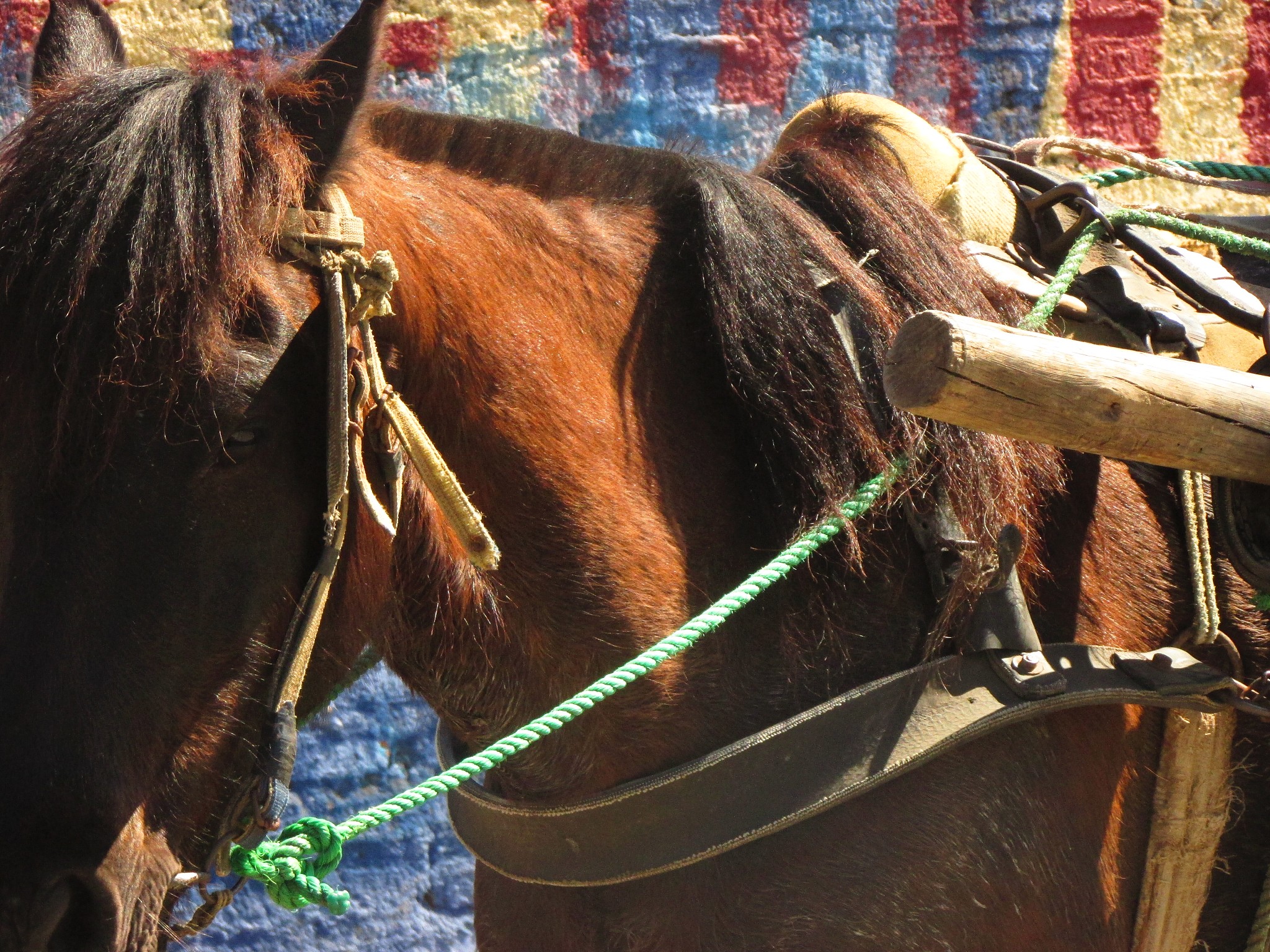 countryside horse around the city