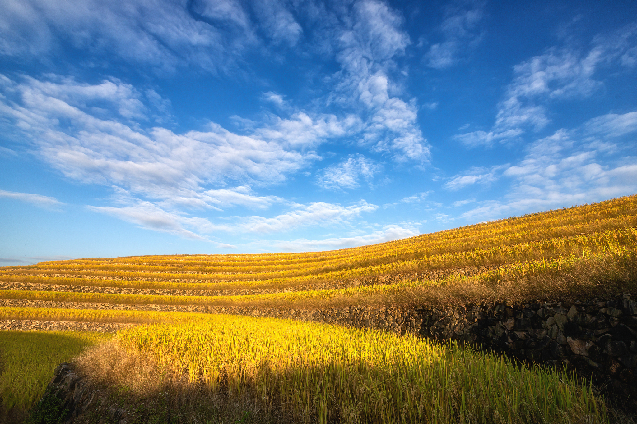 晨牧描绘的秋日景色：金黄树叶、向日葵和悠闲牛群