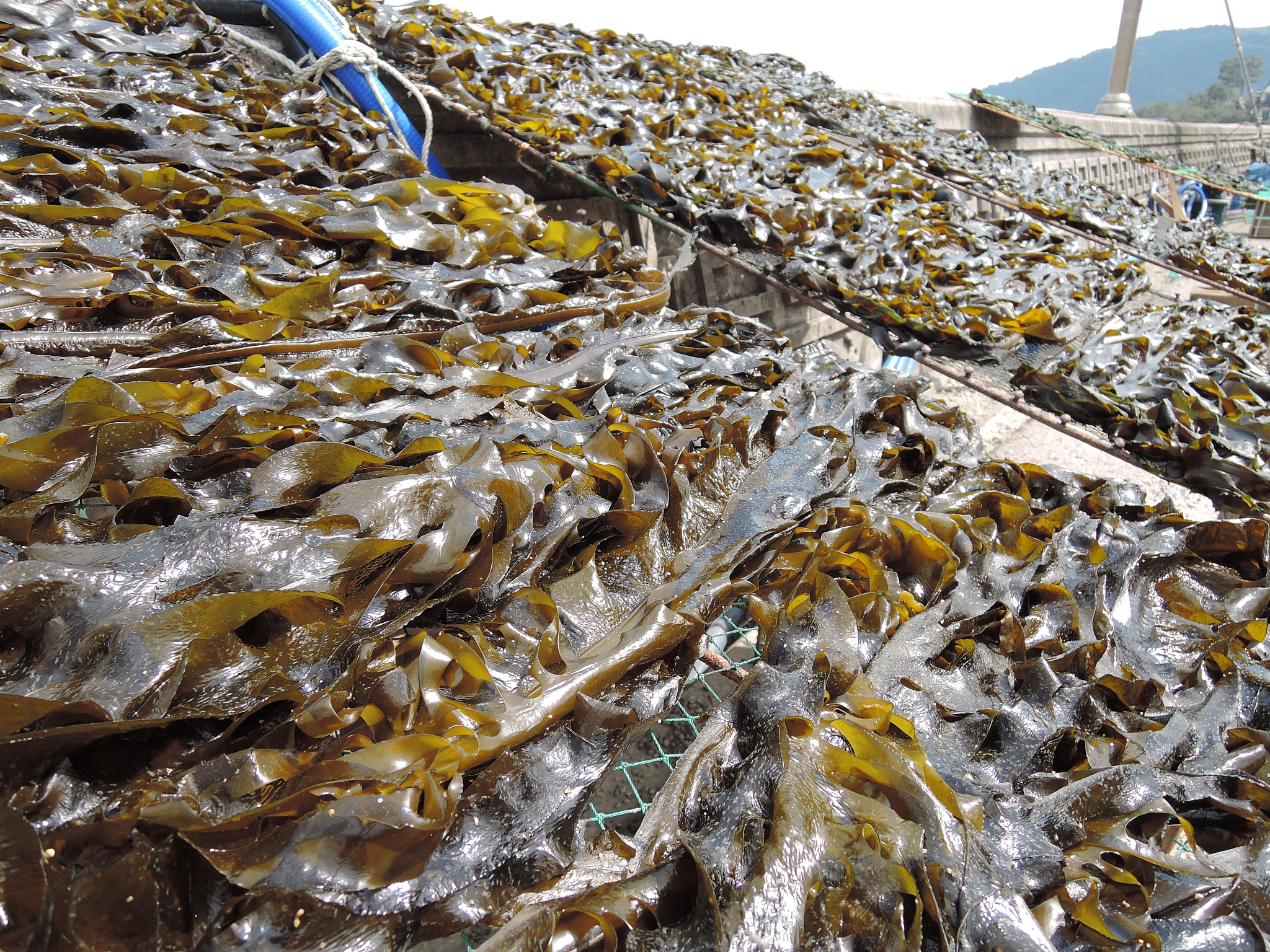 威海海洋职业学院水产养殖技术专业涉及哪些课程