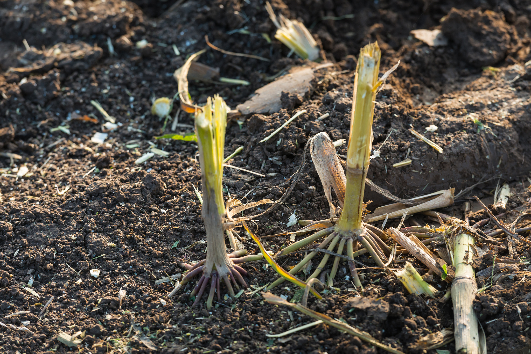 千斤对玉米苗的影响大吗？会压坏玉米苗吗？