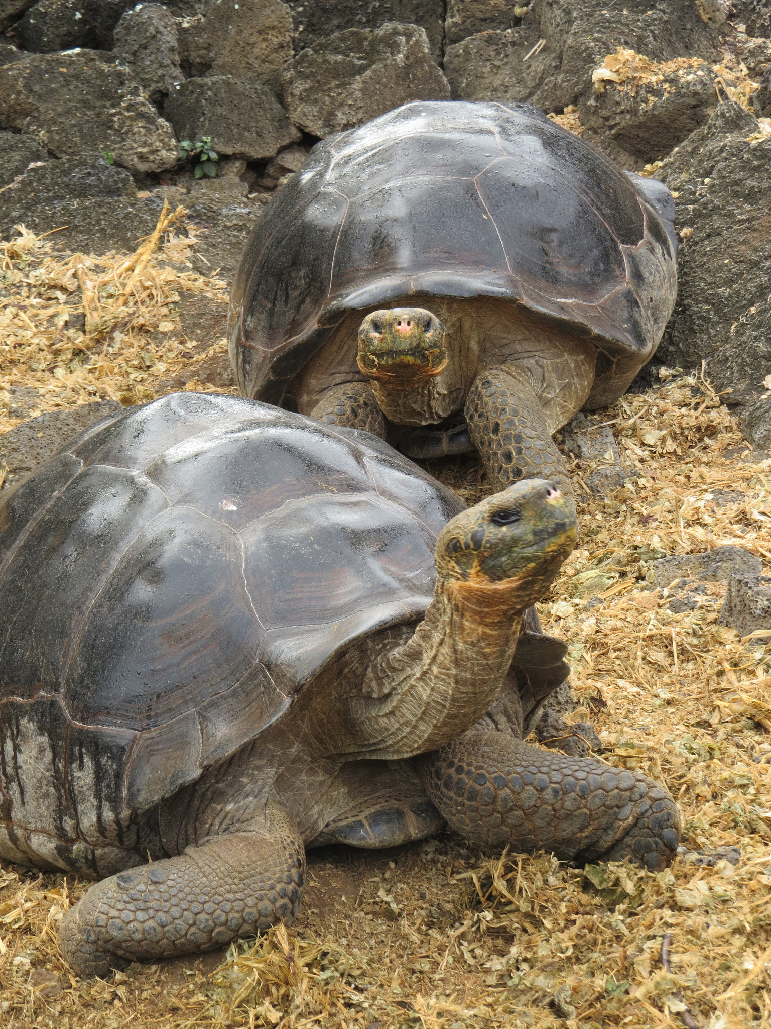 giant tortoise