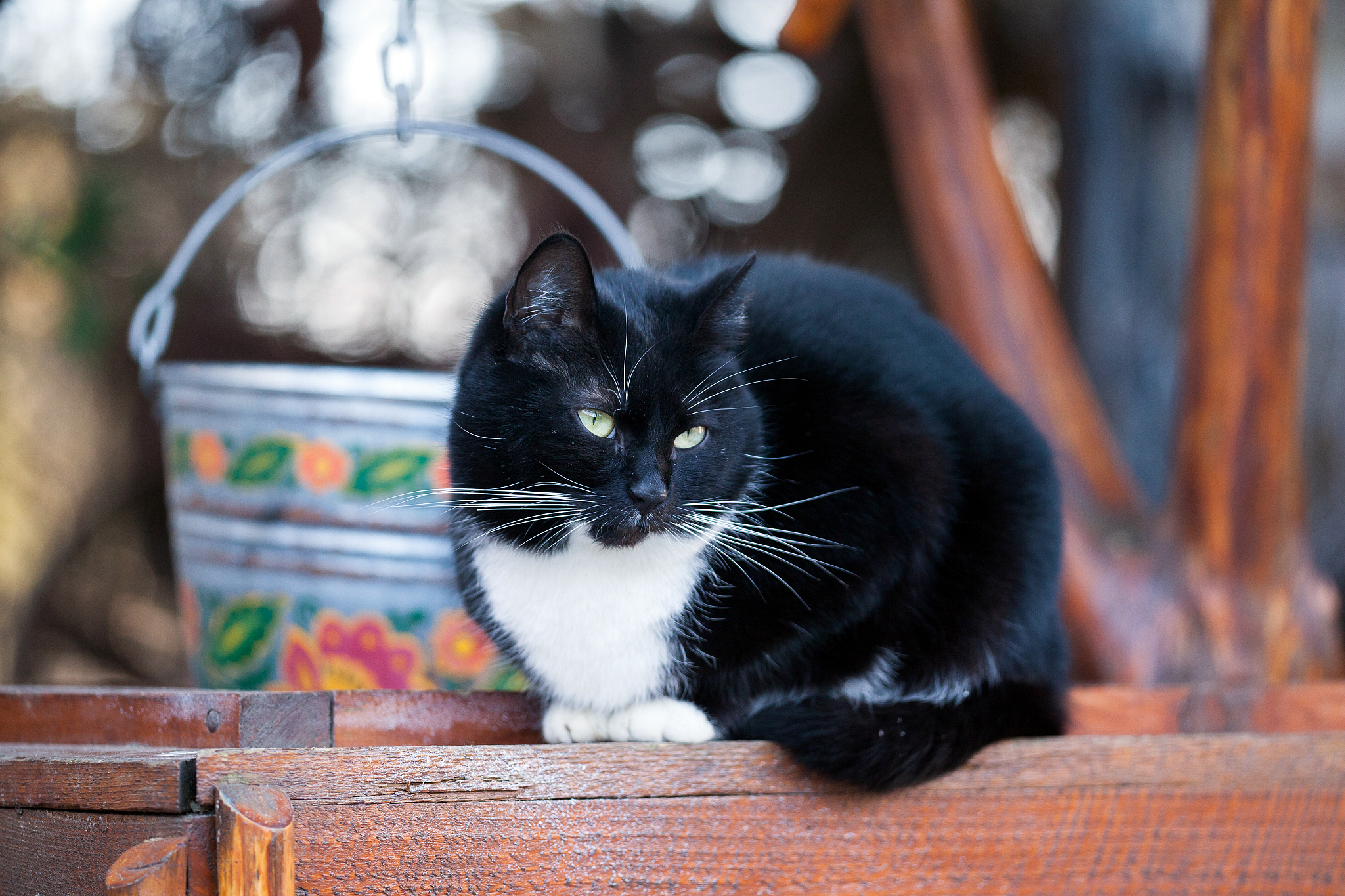 black and white cat sitting on wooden well outdoors in the back 