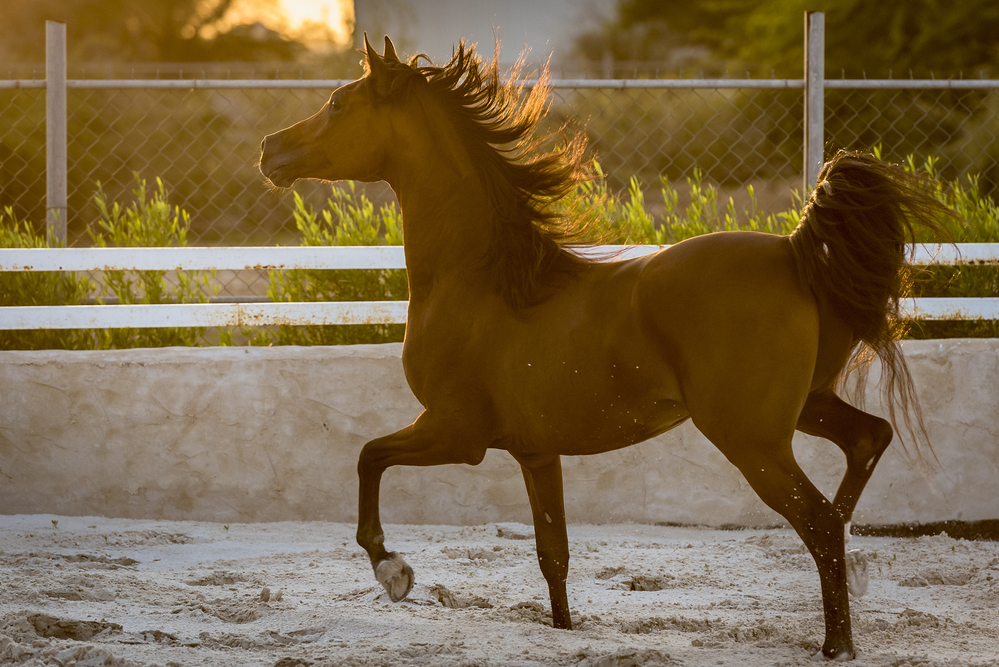 arabian horse beauty