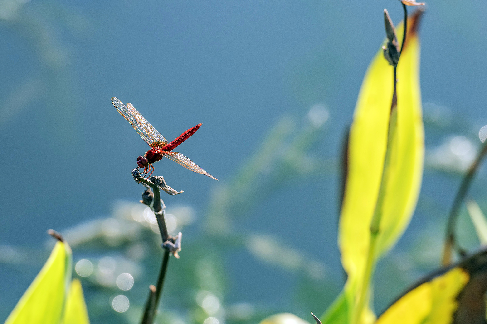 描绘夏天的古诗词：感受盛夏之美