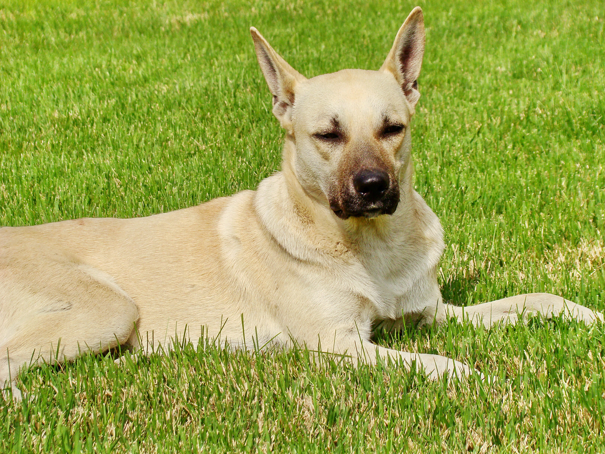 甘肃农业职业技术学院宠物养护与训导专业到底行不行设有哪些课程