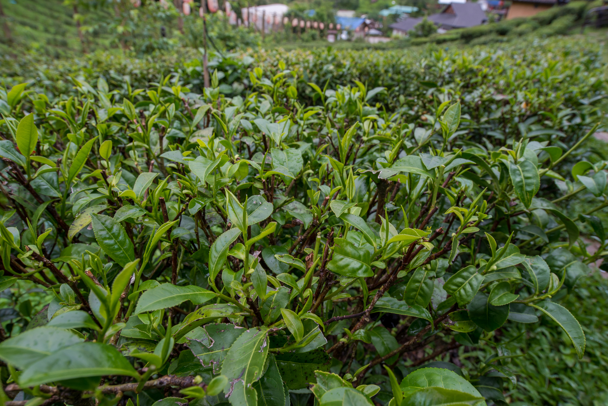 重庆市经贸中等专业学校茶叶生产与加工专业怎么样