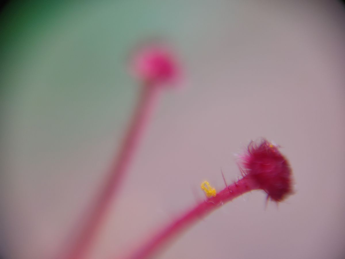 用小学生都能听懂的方式严谨地说明什么是拉康镜像理论