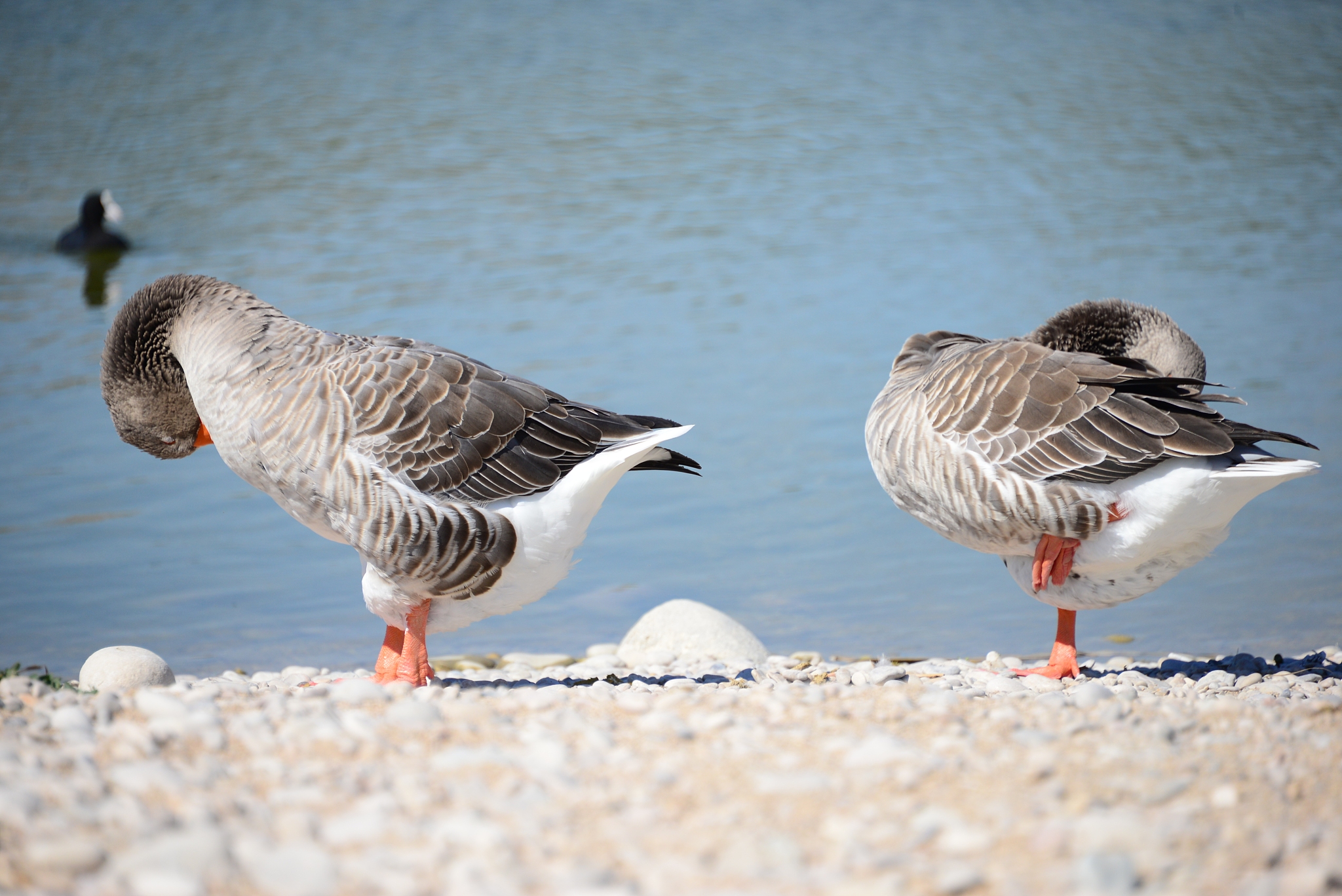 gans - gnse am mittelmeer in spanien