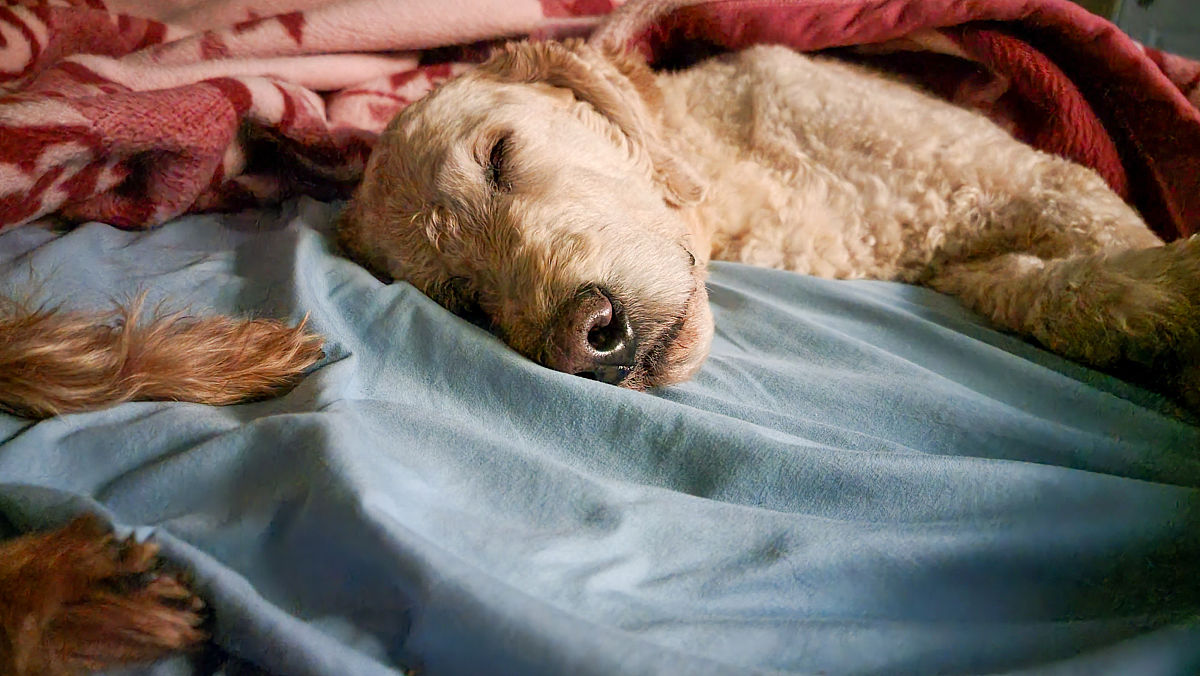 如何组织幼儿午睡