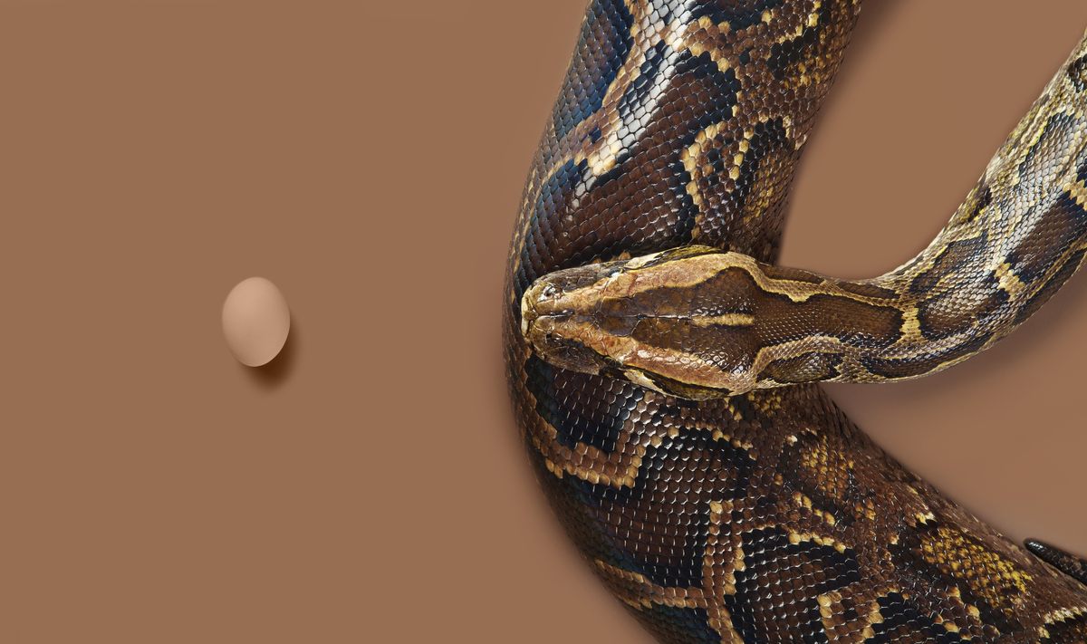 Python 列表使用指南：创建、访问、修改和操作