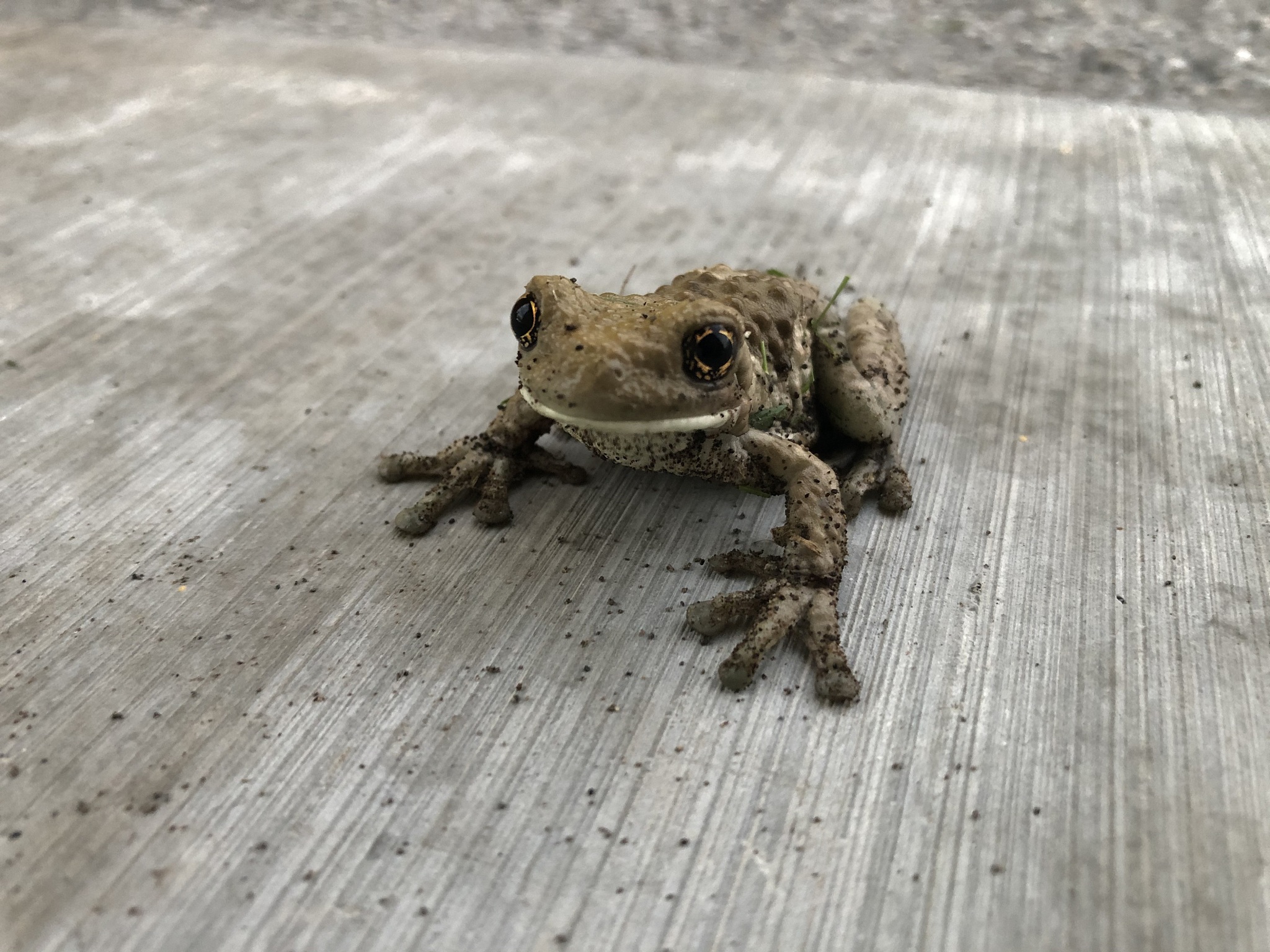 沙漠雨蛙：非洲沙漠中的“凶萌”小生命