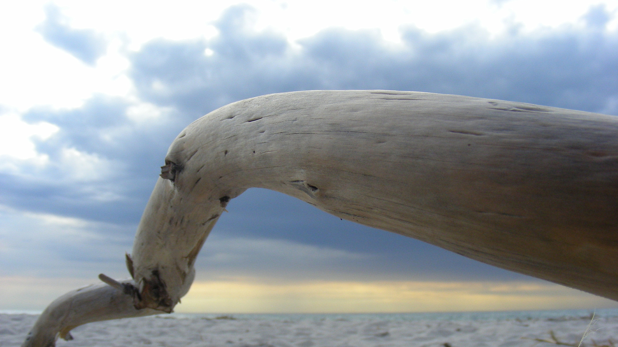 独角鲸：已灭绝的海洋巨兽