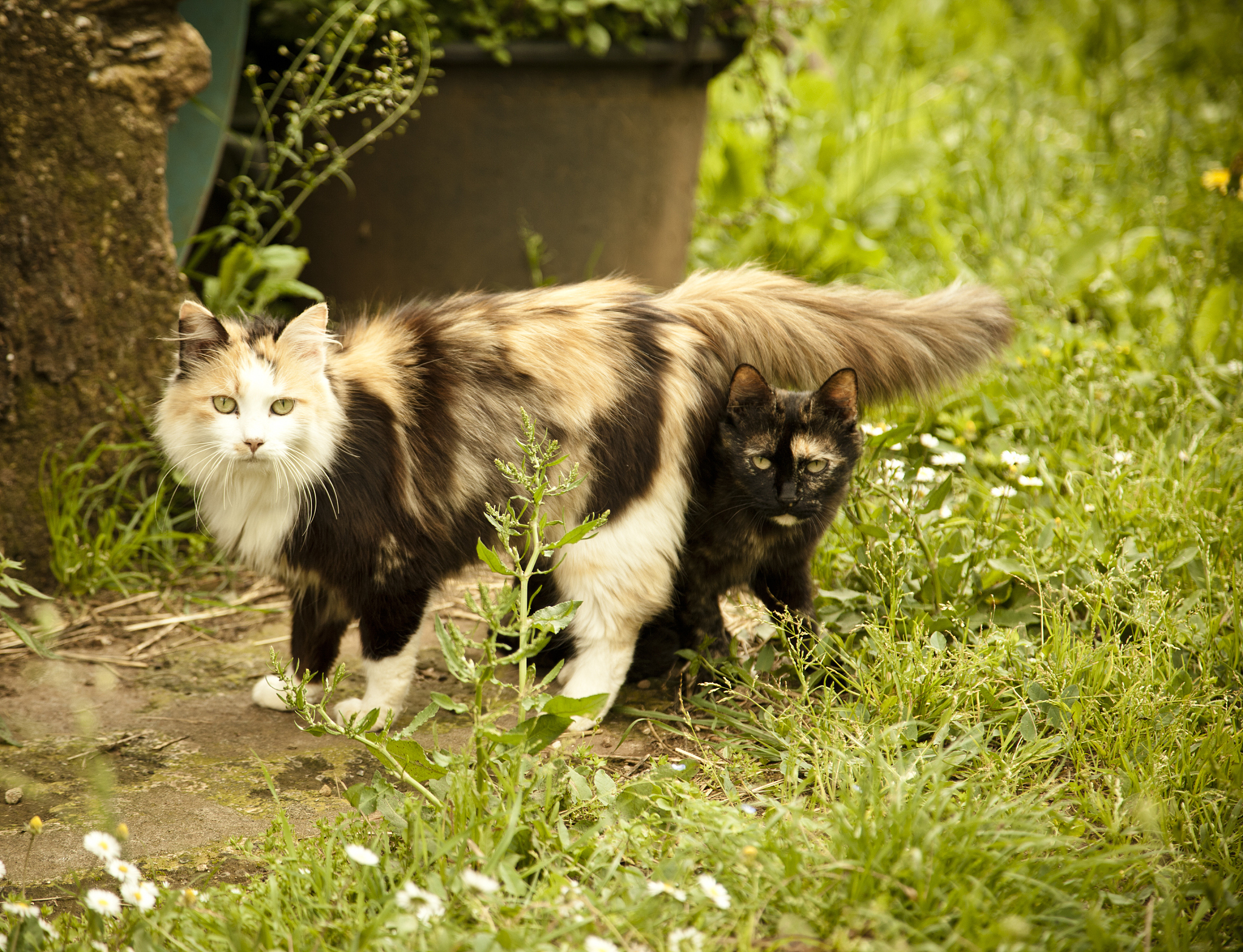 猫：温顺可爱的捕鼠能手