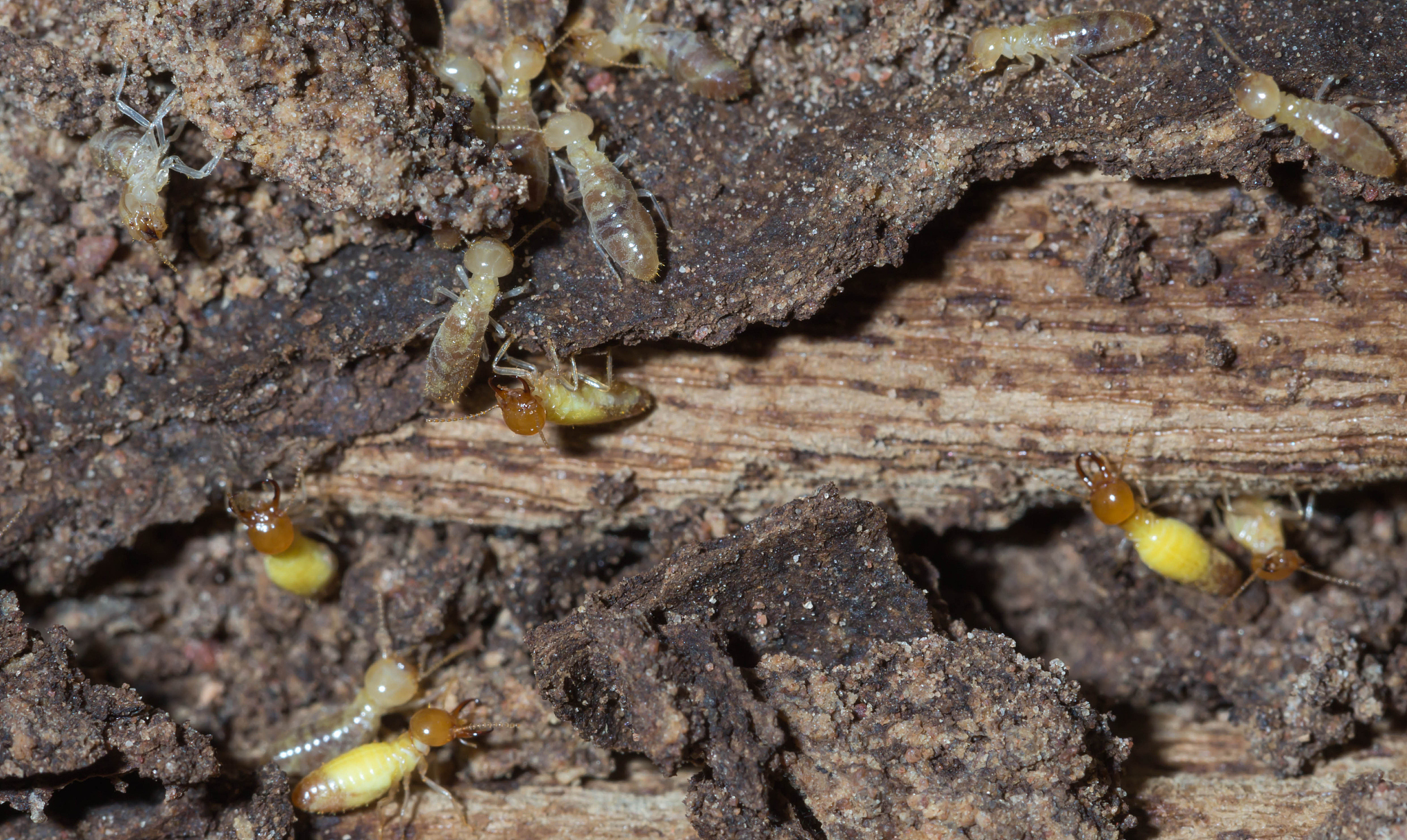 termite