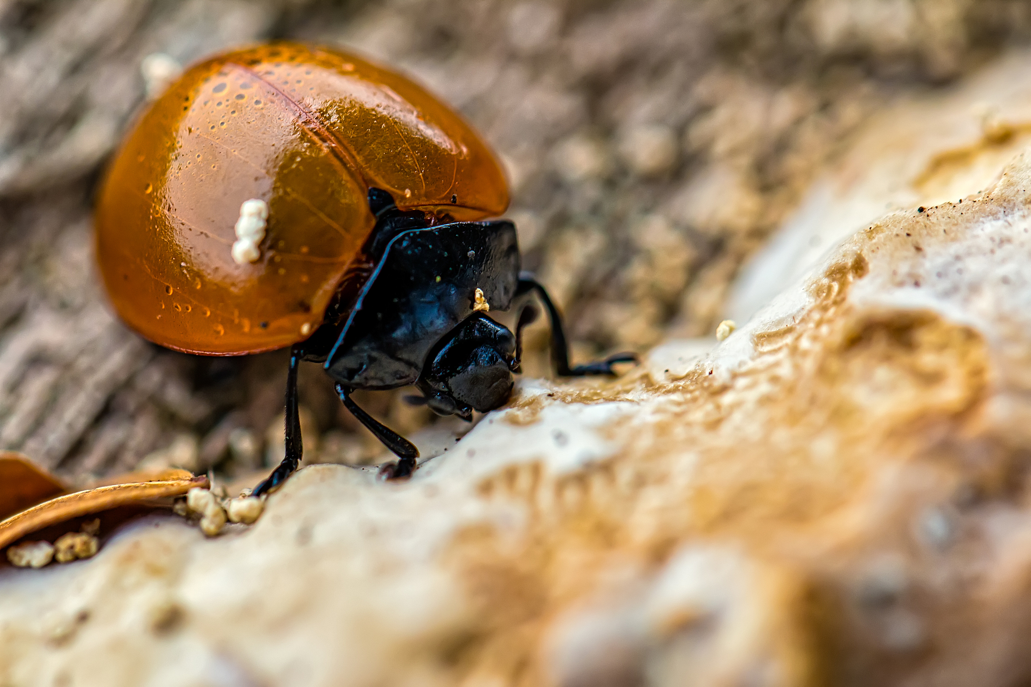 ladybug feeding on fungus on tree trunk macro photography