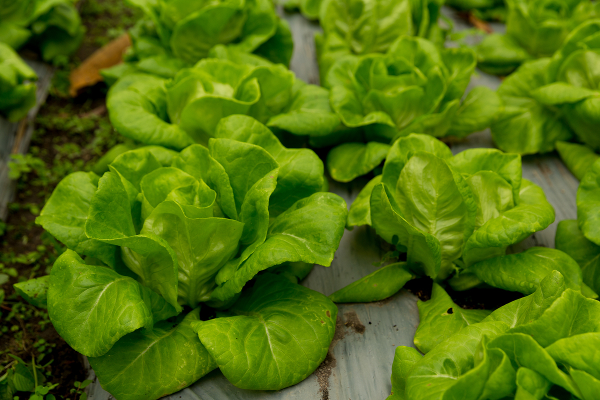 铜仁职业技术学院设施农业技术专业怎么样