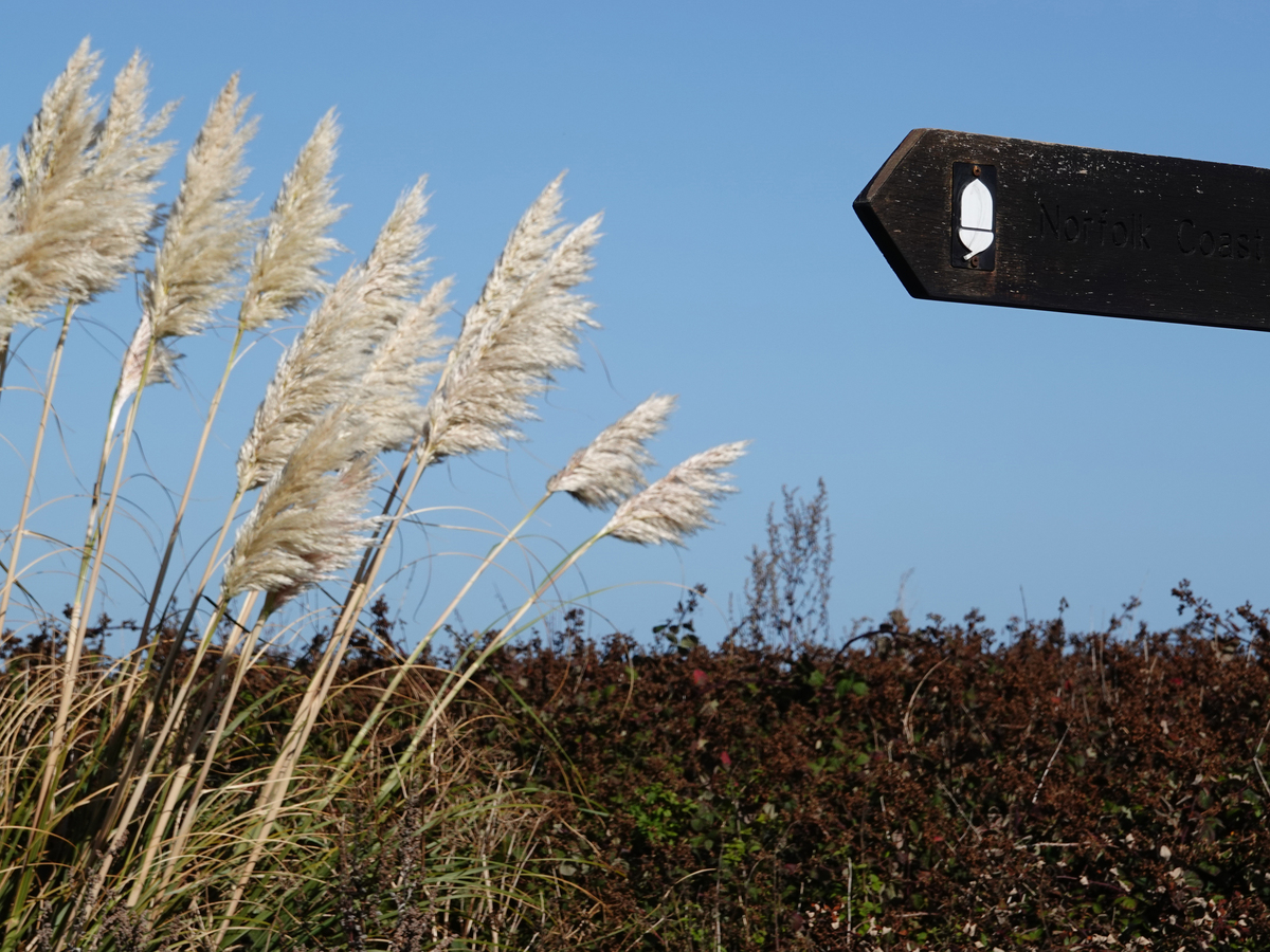 蒹葭苍苍，曲无悲怆：秋水长天，守望心间的美好