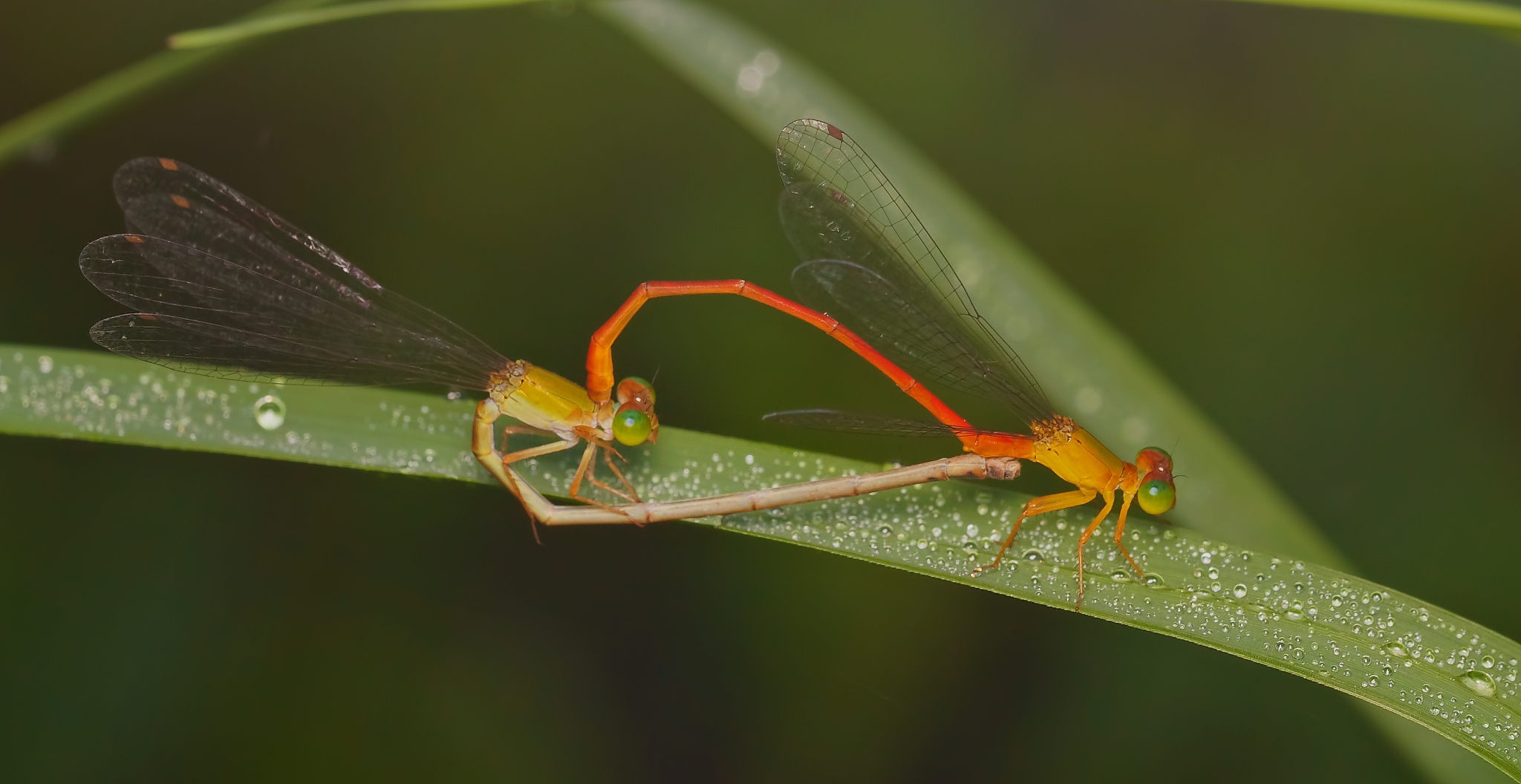 动物和植物如何繁衍后代？