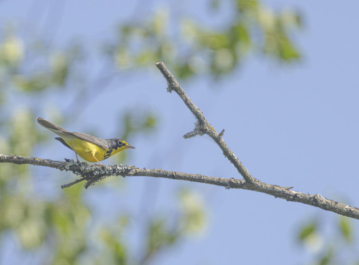 闻啼鸟的含义？
