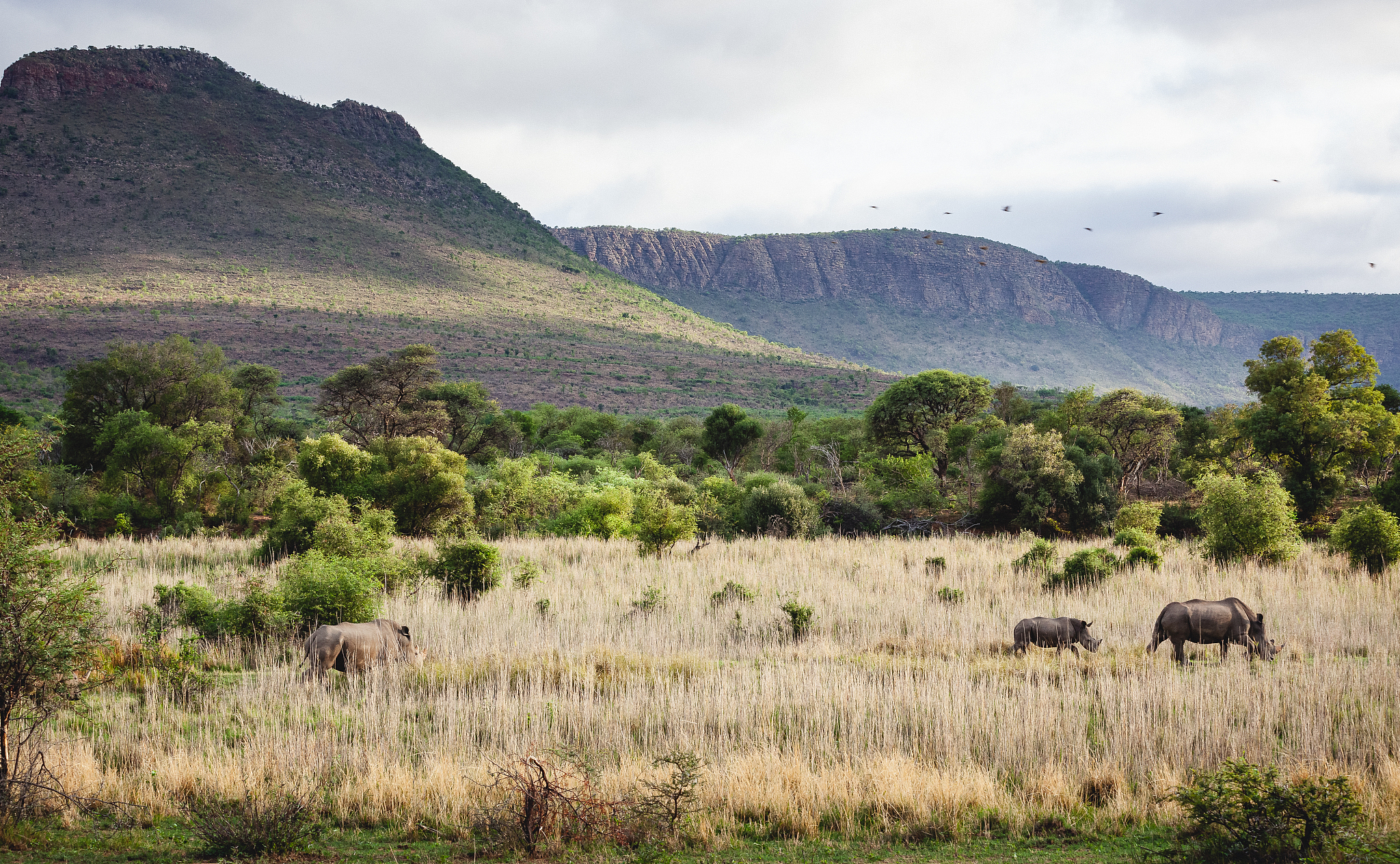 rhinos in savannah, de aar, south africa