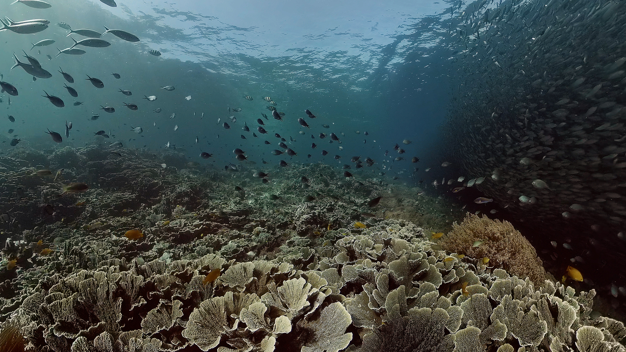 大型海藻碳汇潜力：黑石礁潮间带研究揭示TC含量变化