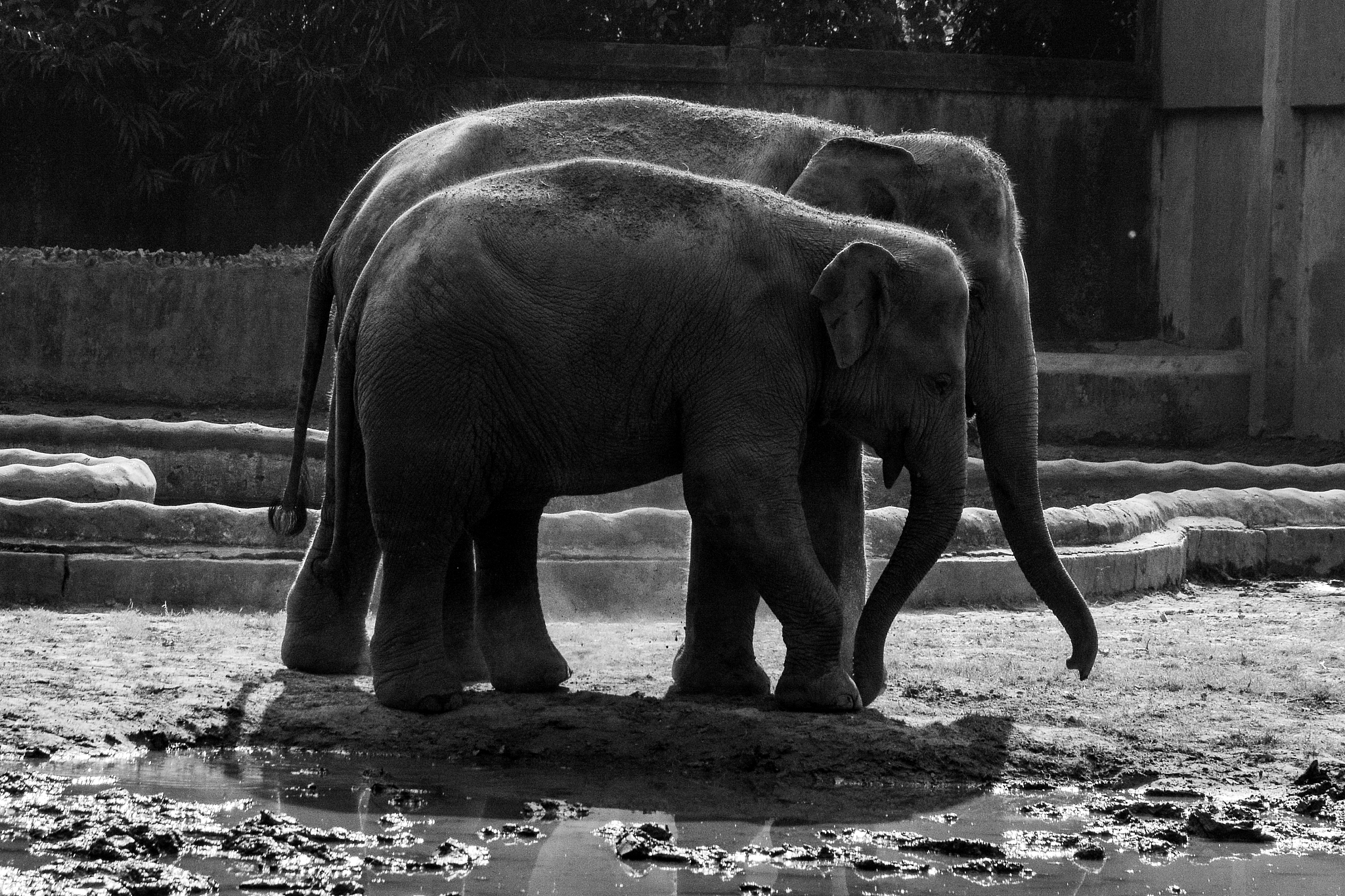 想象中的大象：优雅、智慧、善良的力量