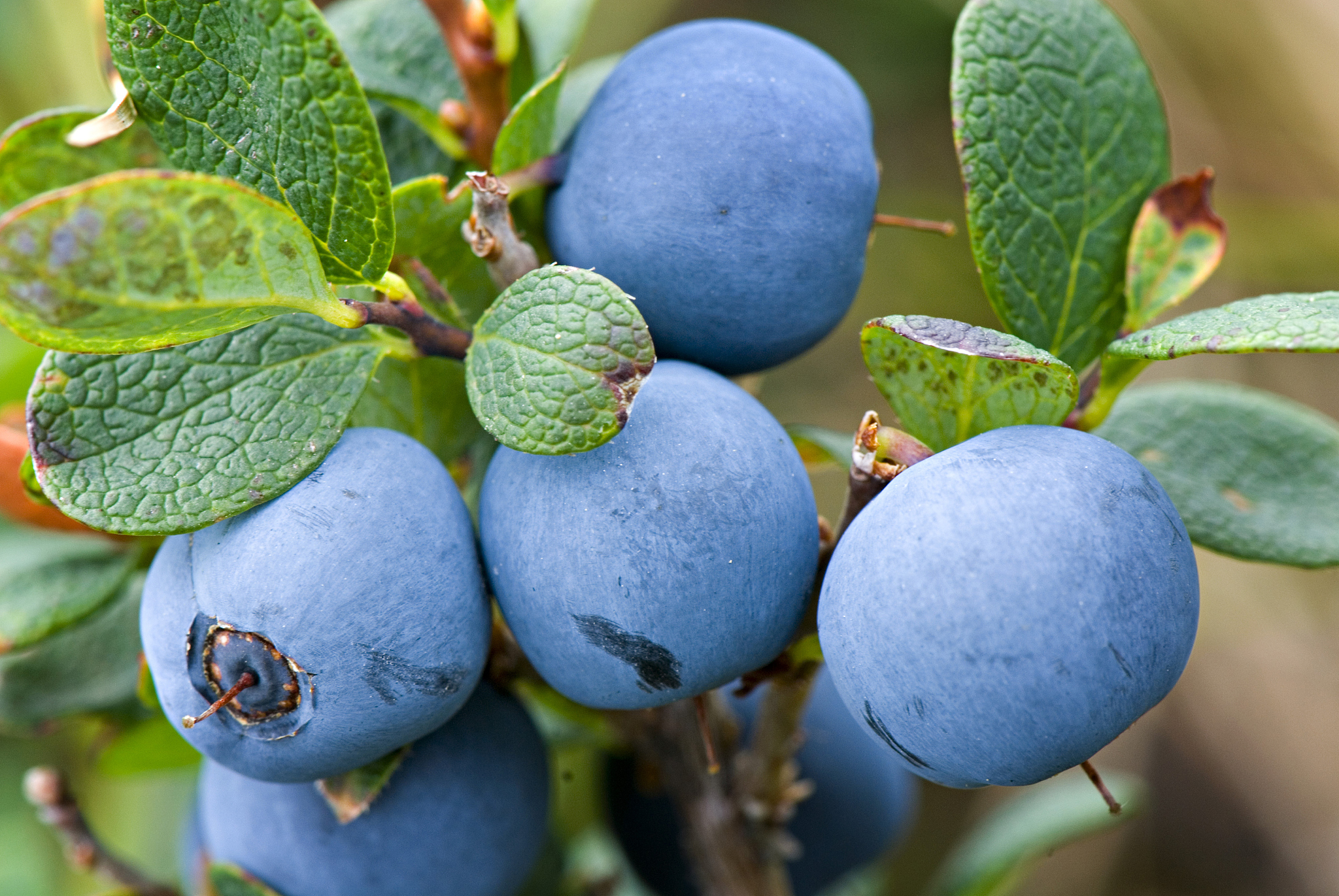 LED照明光强度对蓝莓叶片形态的影响 - 深入研究蓝莓生长