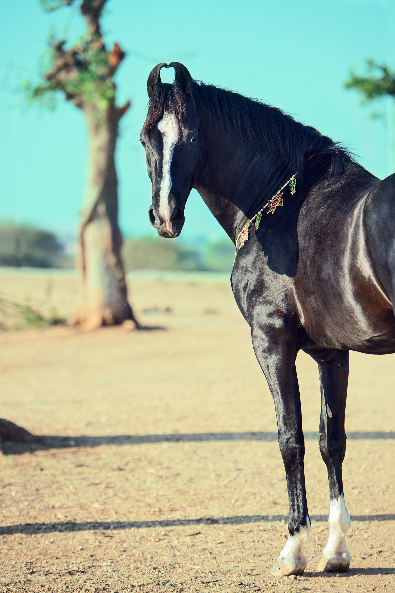 portrait of  beautiful black marwari stallion posing in natural 