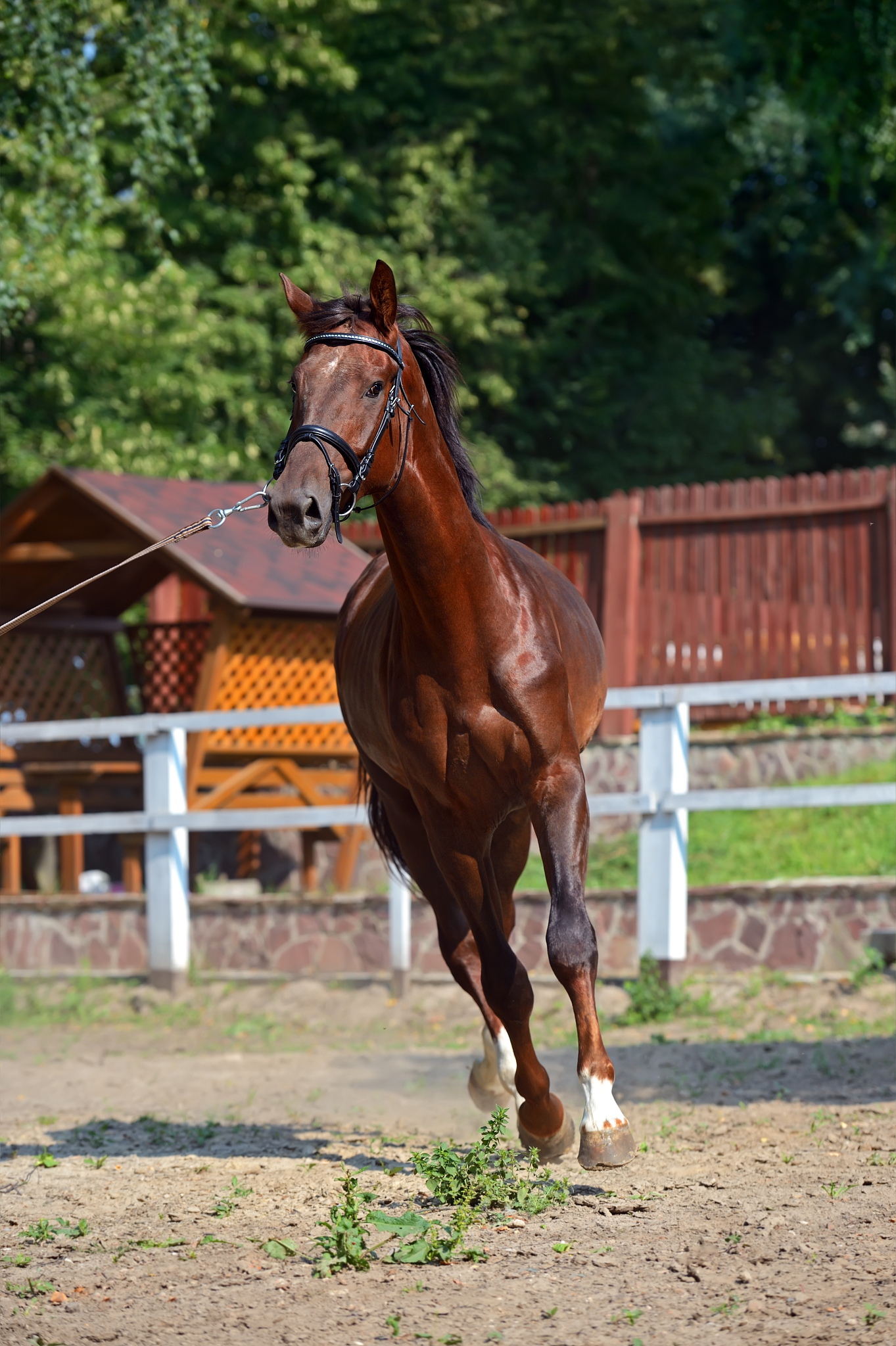 horse