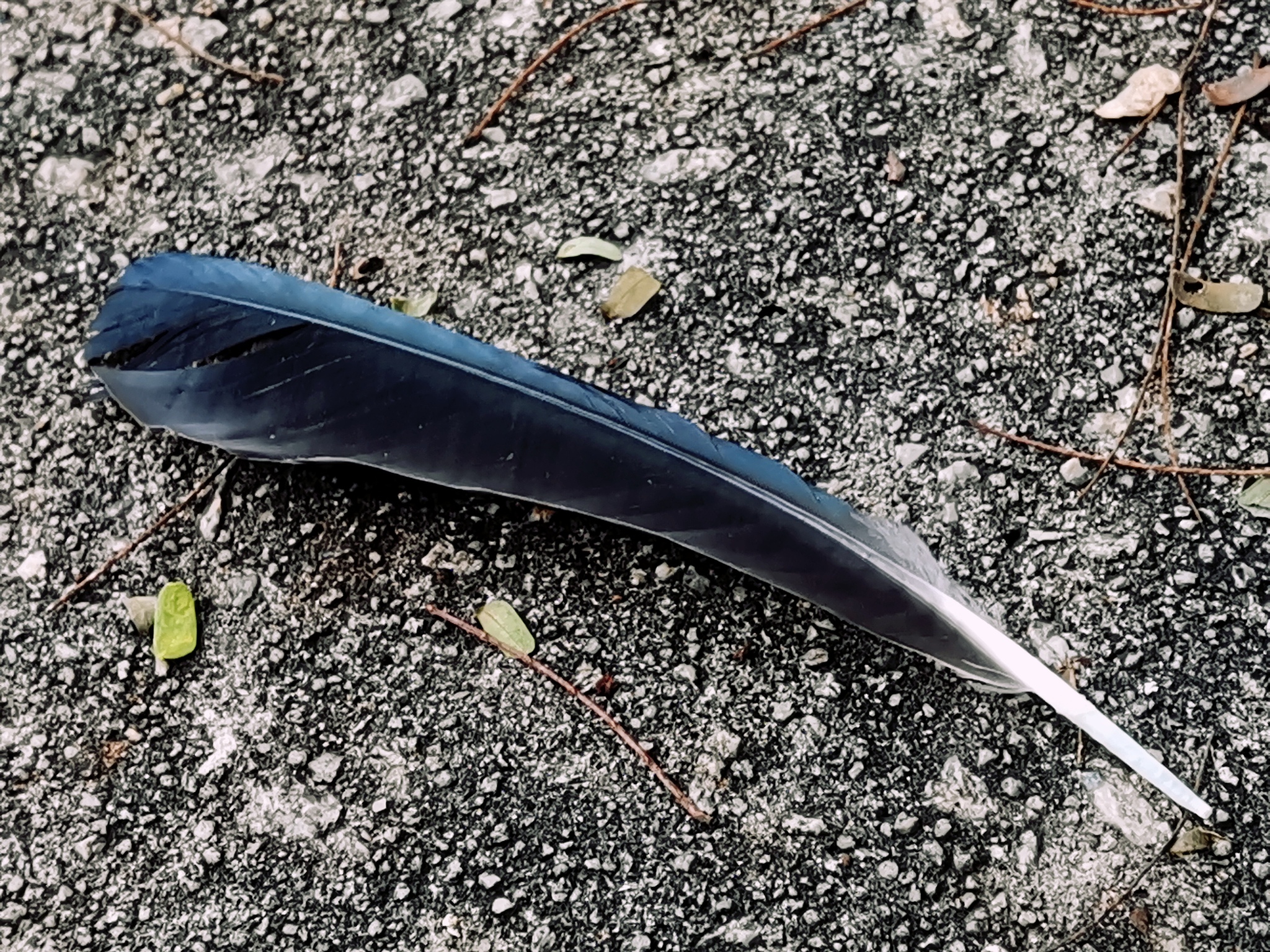 bird feather