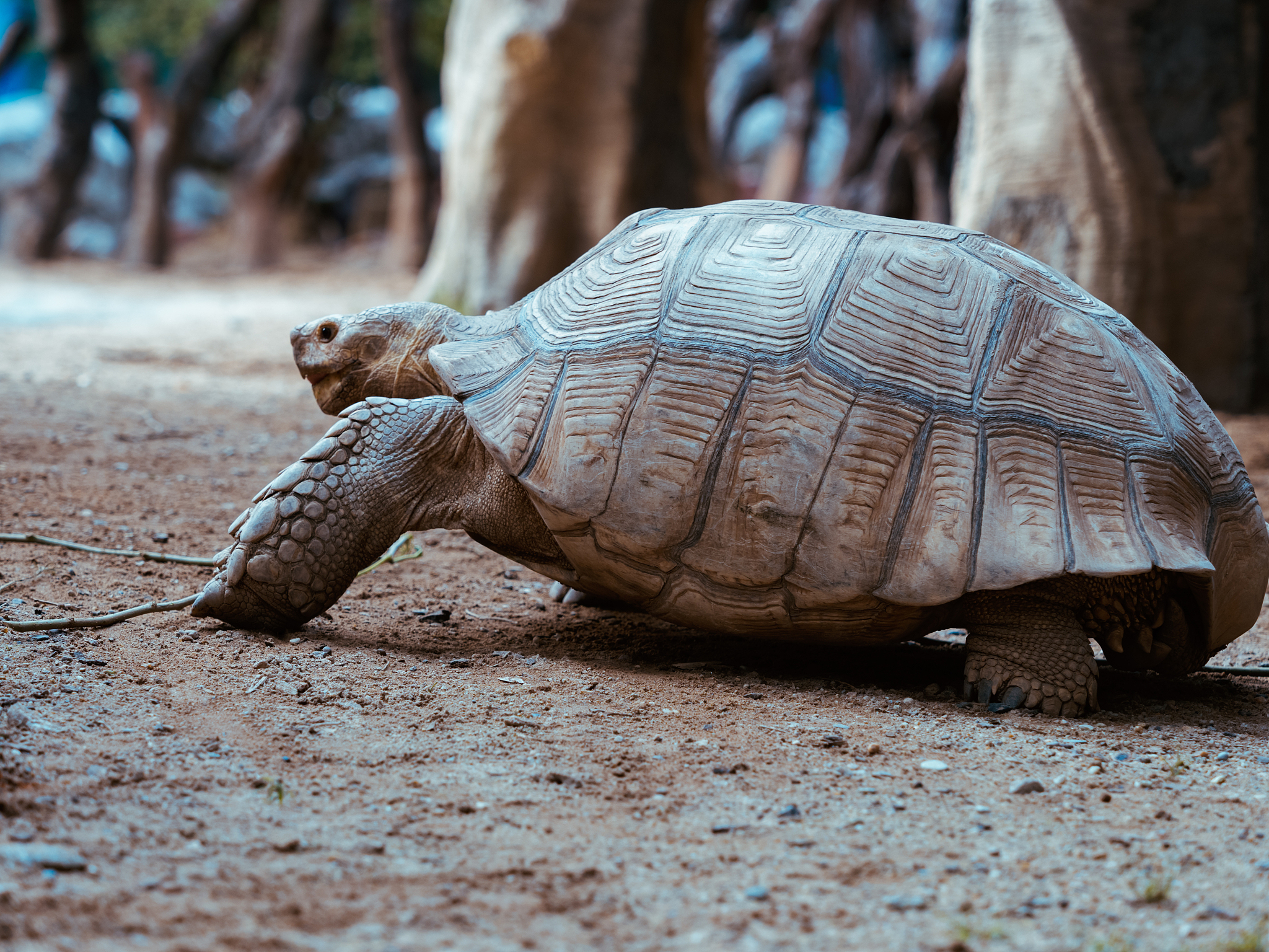 african spurred tortoise
