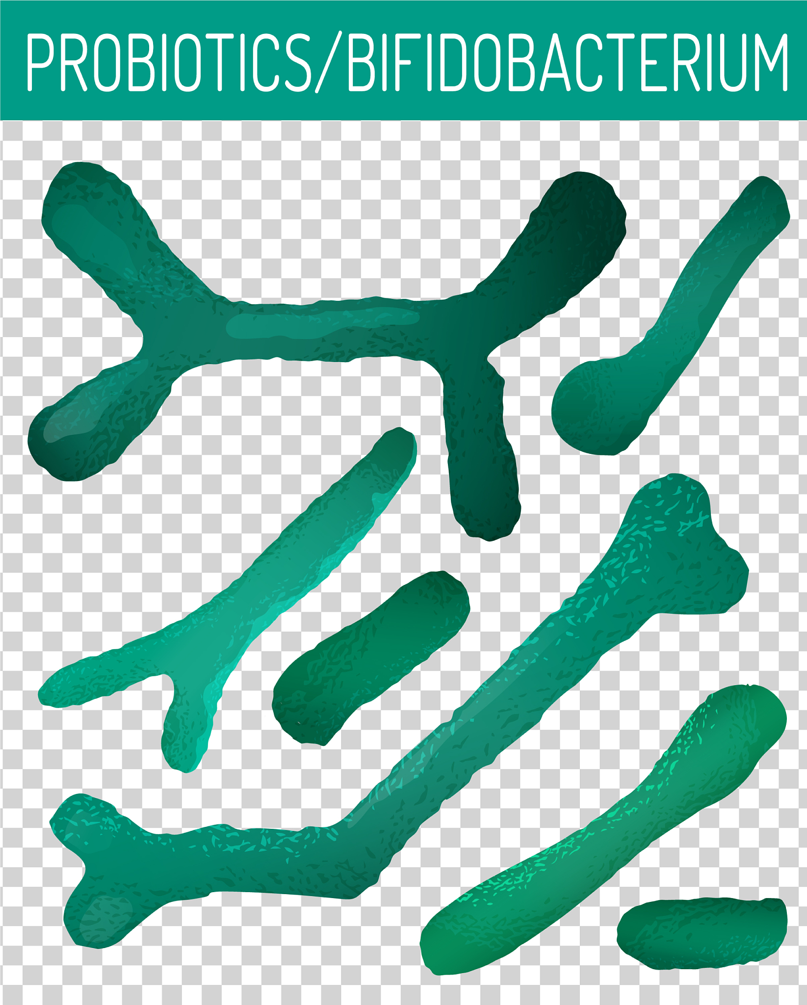 猫益生菌成分：改善肠道健康、增强免疫力