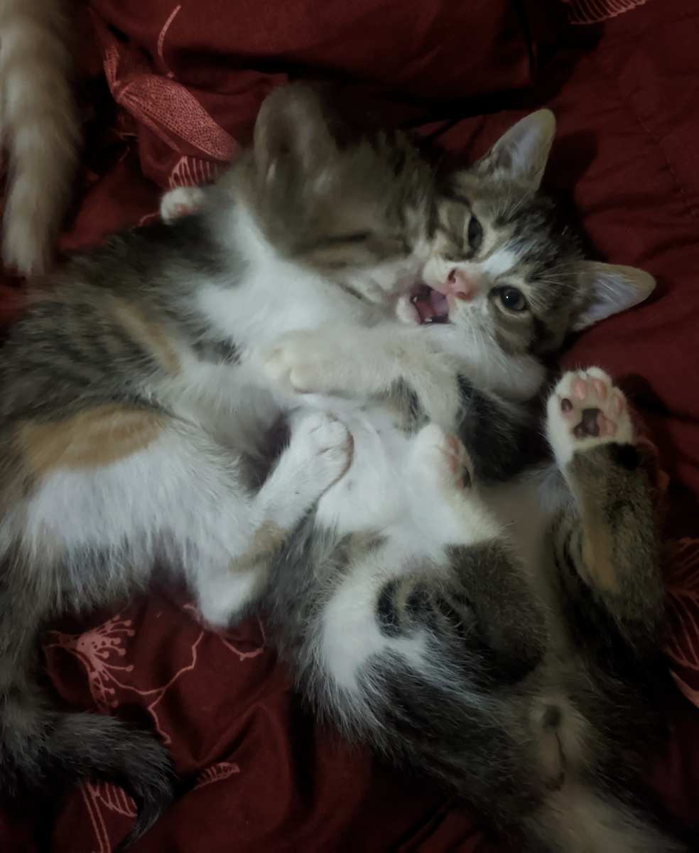 猫咪被摸时的4种'贱'行为，你家猫主子中招了吗？