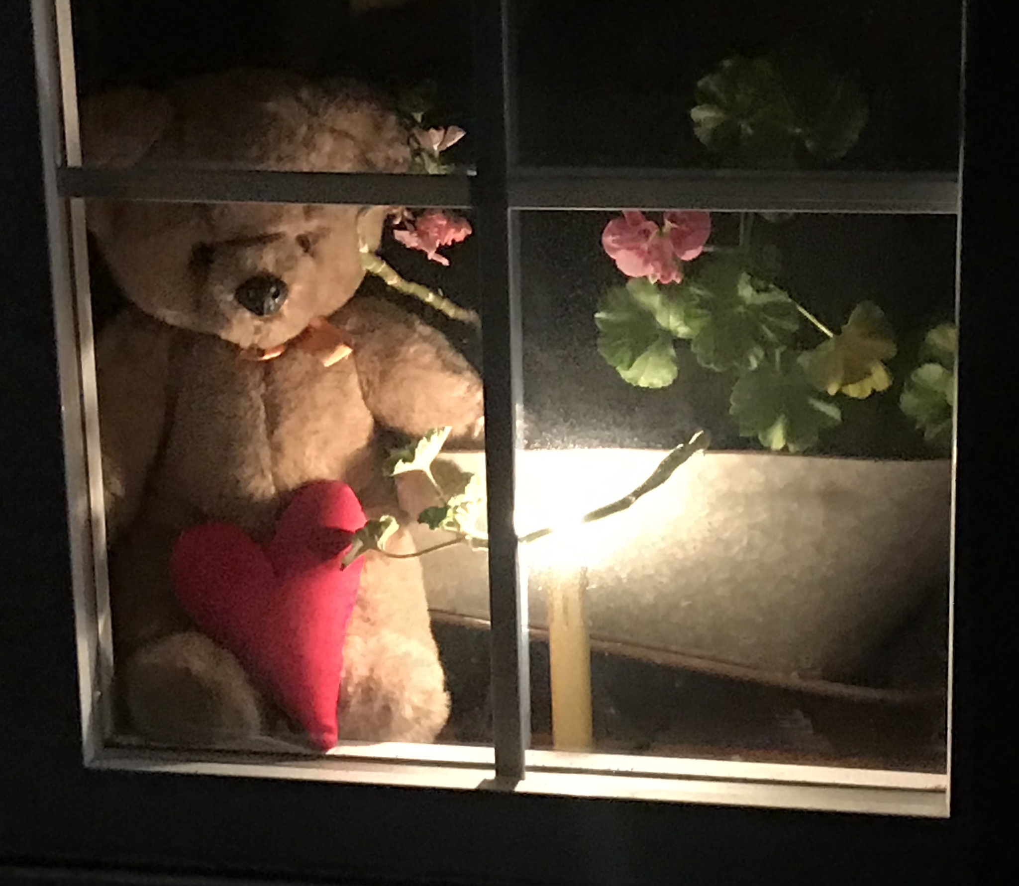 teddy bear in the window