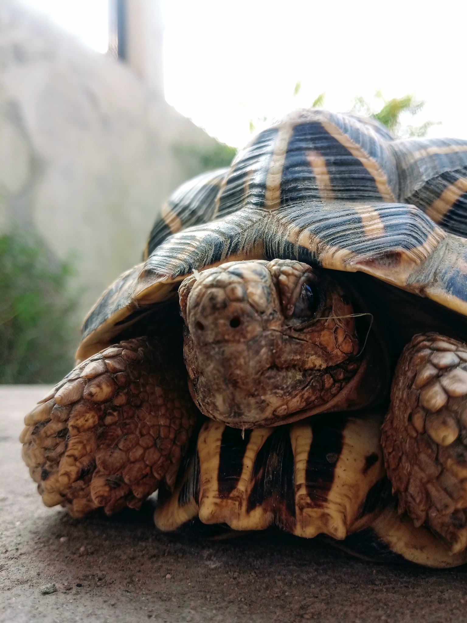 tortoises are reptile species of the family testudinidae of the 