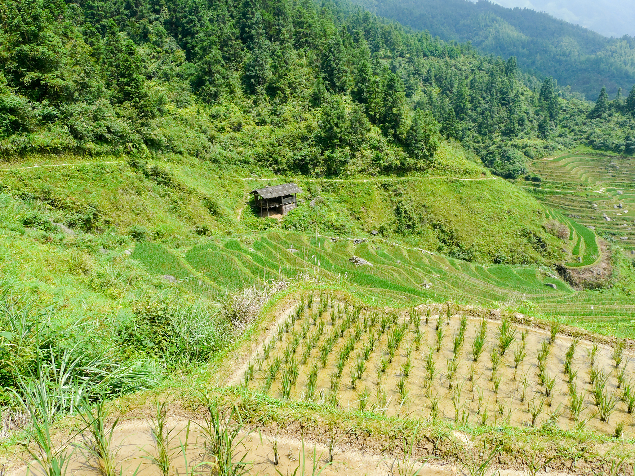 德宏州什么地方种植山蜜草？