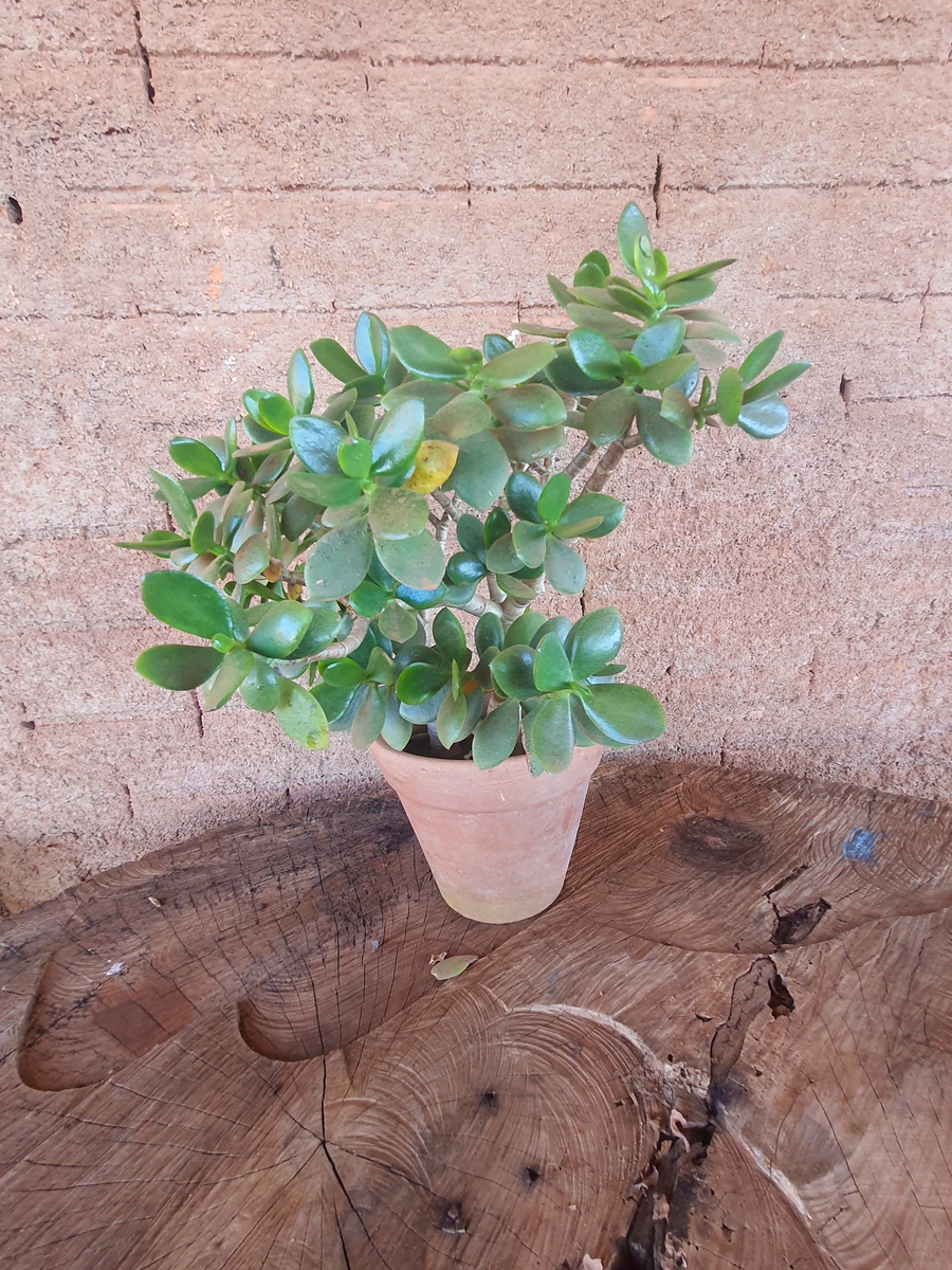 长寿花爆盆秘诀：修剪技巧大揭秘