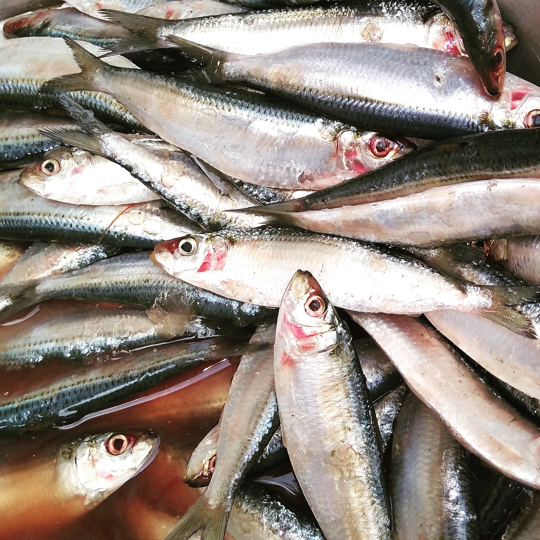 淡水养殖鱼类列出科属种十种