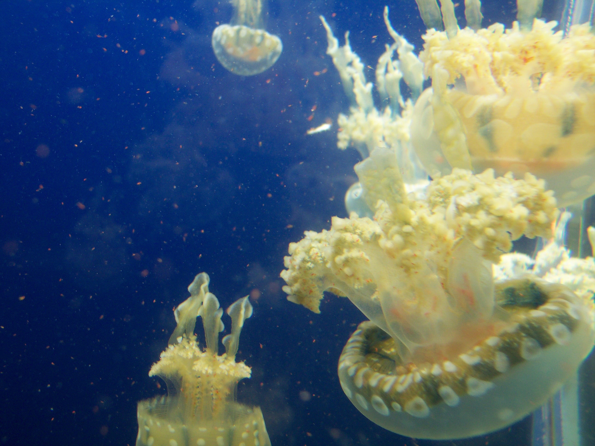 jellyfish floating