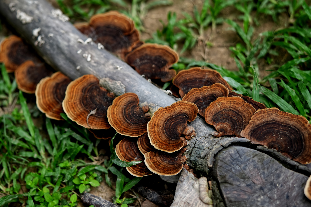 竹灵芝的功效与作用及禁忌：详细介绍与注意事项